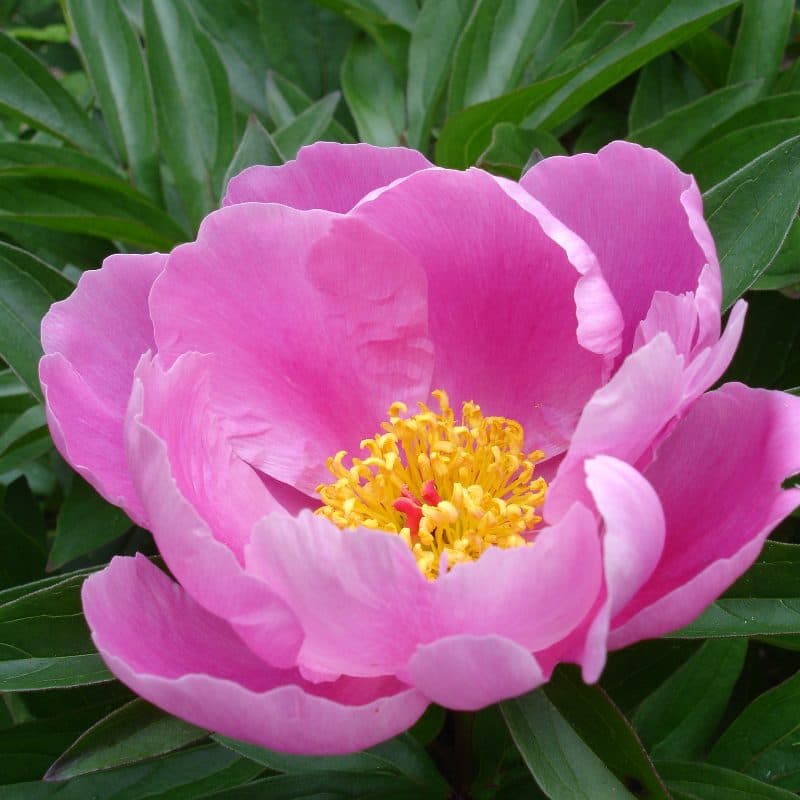 Peony